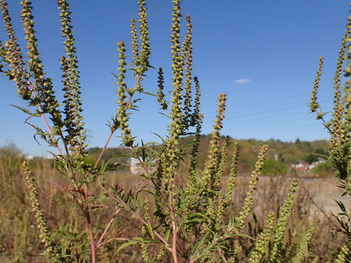 common ragweed