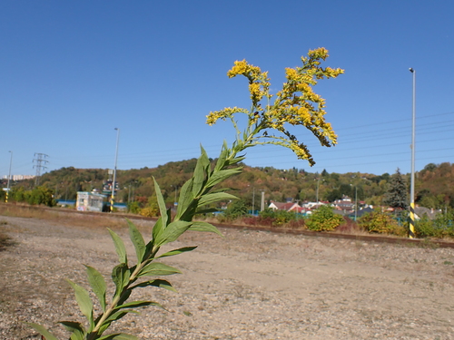 Canada goldenrod