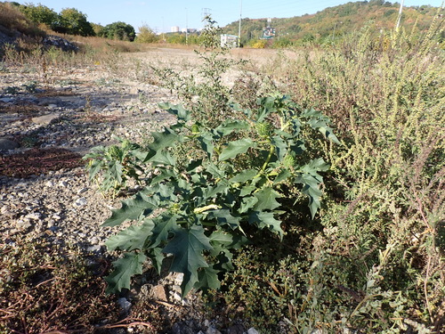 jimsonweed