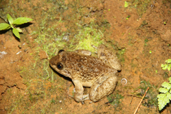 Limnonectes kuhlii
