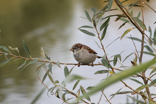 House Sparrow