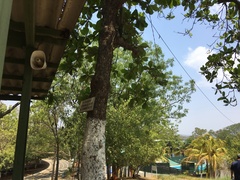 Terminalia catappa