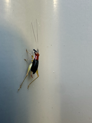 Red-headed Bush Cricket