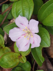 Melastoma dodecandrum