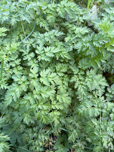 Cow Parsley