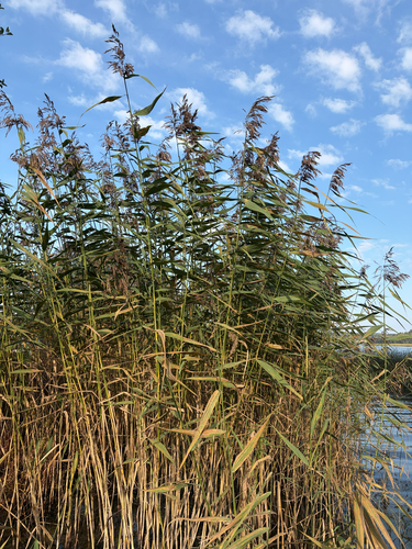 common reed