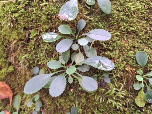 Packera obovata, 2026-10-04