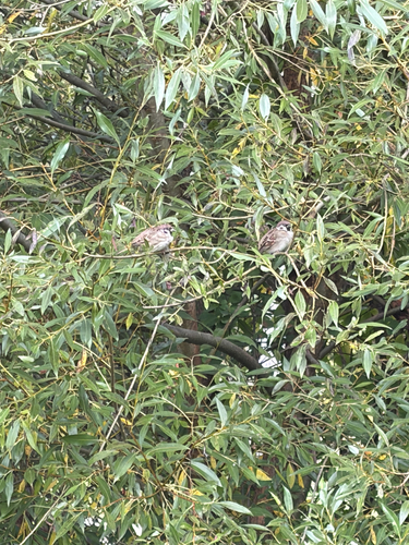 Eurasian Tree Sparrow