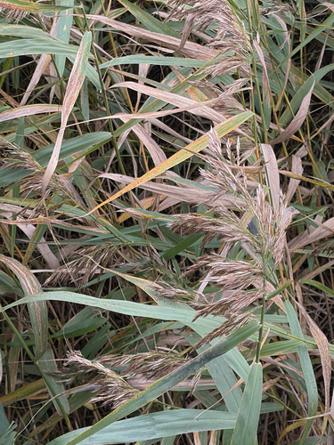 common reed