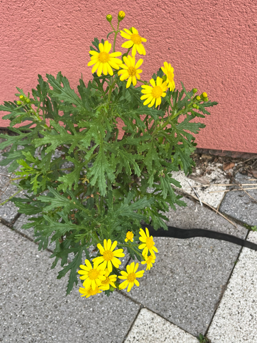 Oxford Ragwort
