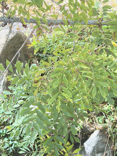 European ash