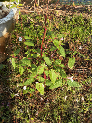Himalayan balsam