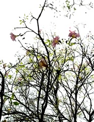 Tabebuia heterophylla