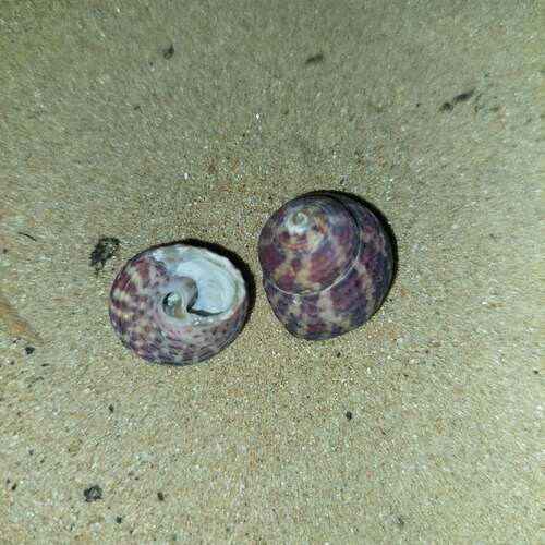 Agathistoma viridulum observed 2026-09-26