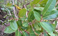 Tabebuia heterophylla