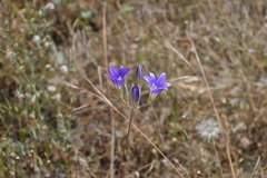 Brodiaea elegans