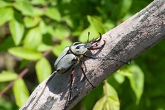 Dicronocephalus adamsi