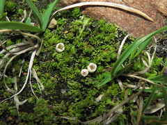 Gaultheria caespitosa