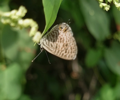 Lang's Short-tailed Blue
