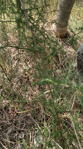 Spiny Asparagus