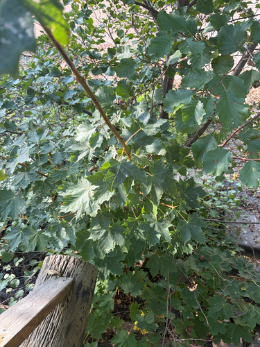 Norway maple