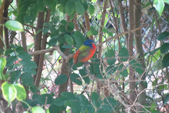 Passerina ciris ciris