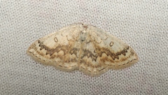 Cyclophora annularia