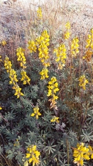 Lupinus citrinus citrinus