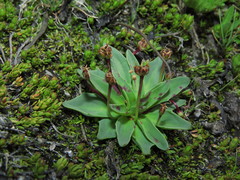 Plantago barbata