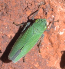Draeculacephala inscripta