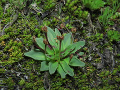 Plantago barbata