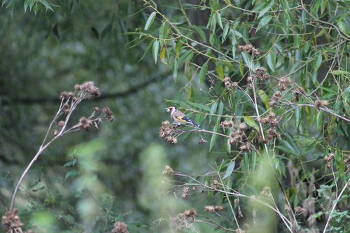 European Goldfinch