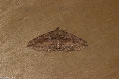 Austrocidaria