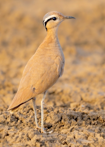 Cream-coloured Courser