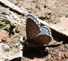 Pseudophilotes panoptes