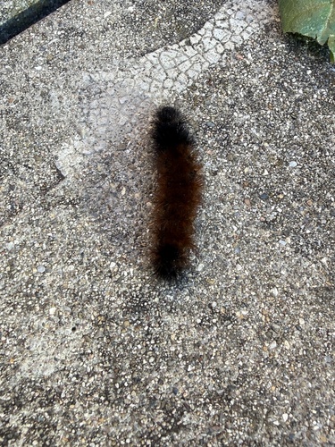 Isabella Tiger Moth