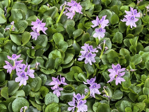 common water hyacinth