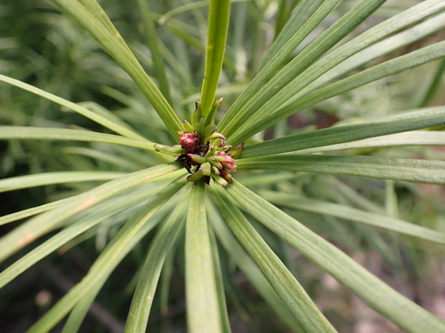 Emu berry (Podocarpus drouynianus)