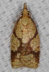Cenopis ferreana