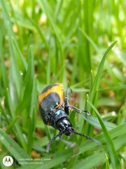 Monocesta ducalis