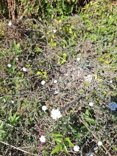 hoary alyssum