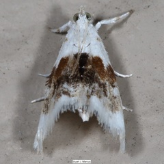 Lipocosma septa