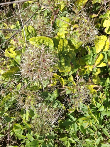 Old man's beard