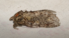 Peridea anceps