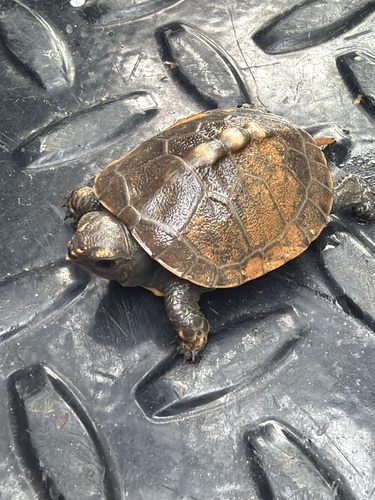 Eastern Box Turtle
