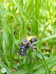 Monocesta ducalis