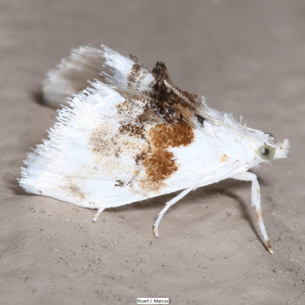 Exposed Lipocosma Moth