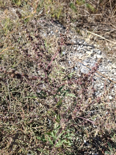 common ragweed