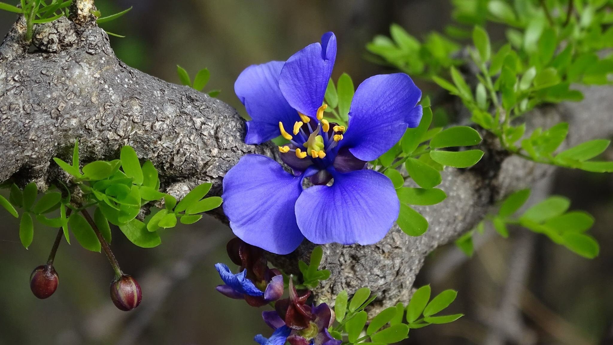 Guaiacum coulteri