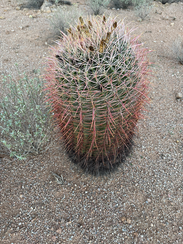 California Barrel Cactus